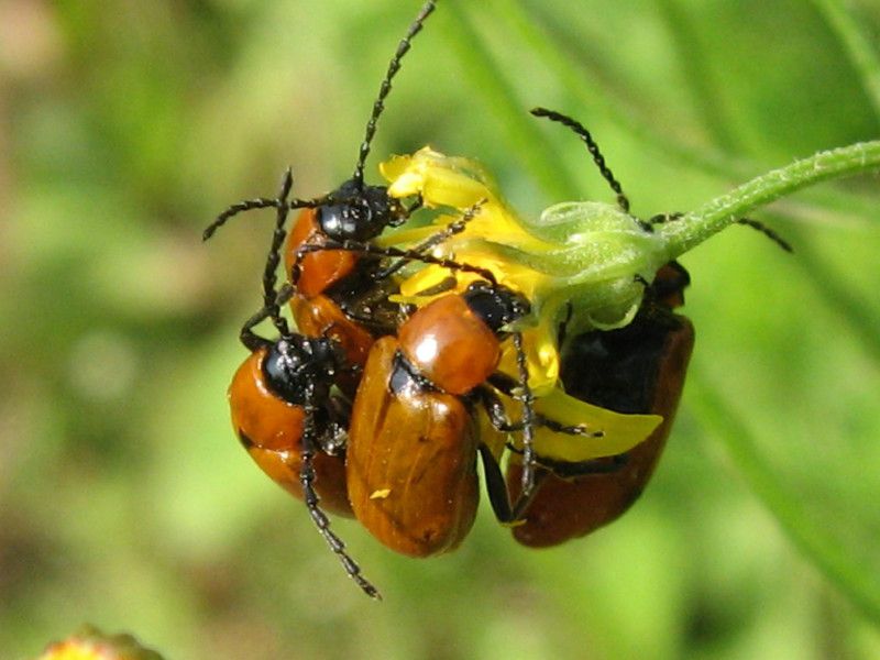 Z-1053L - F031.20 - Crap dei Traversi - 21 GIU 2008 071.jpg