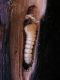 larva.JPG