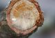 tn_quercus M. Busca  5.JPG