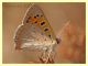 probabile Lycaena phlaeas anzio 18.7.2010.JPG