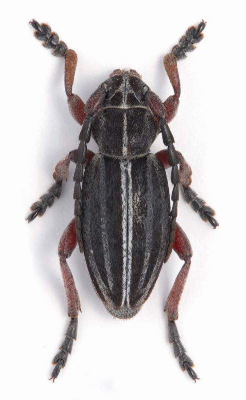 Dorcadion etruscum male lg. 14 mm.- Grecia - Katara Pass - 23-V-2010.jpg