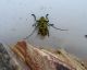 Saperda scalaris 1.jpg
