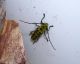 Saperda scalaris 2.jpg