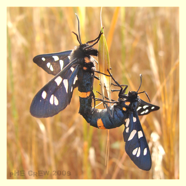 amata phegea in accoppiamento.JPG