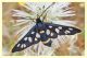 amata phegea 1.JPG