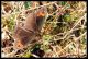 erebia specie 1.jpg