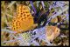 erebia specie 1a.jpg
