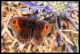 erebia specie 2.jpg