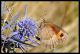 erebia specie 2a.jpg