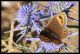 erebia specie 3.jpg
