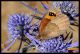 erebia specie 3a.jpg