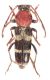 Chlorophorus sp..JPG