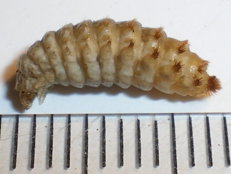 Drilus larva del 20-X-2009 (1).jpg