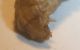 Drilus larva del 20-X-2009 (4).jpg