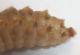 Drilus larva del 20-X-2009 (7).jpg