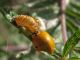 Z-0726L2 - F037.90 - Per Ca Bardagli, nasce una Coccinella - 23 LUG 2009 100.jpg