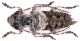 Pogonocherus_Pula_09IX2009_cod1_7,5mm_Z-1832 Montage.jpg