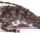 Pogonocherus_Setole_Pula_09IX2009_cod1_7,5mm_Z-1837 Montage.jpg