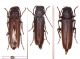 Arhopalus_syriacus_Pula_22V2009_cod4_img24.jpg