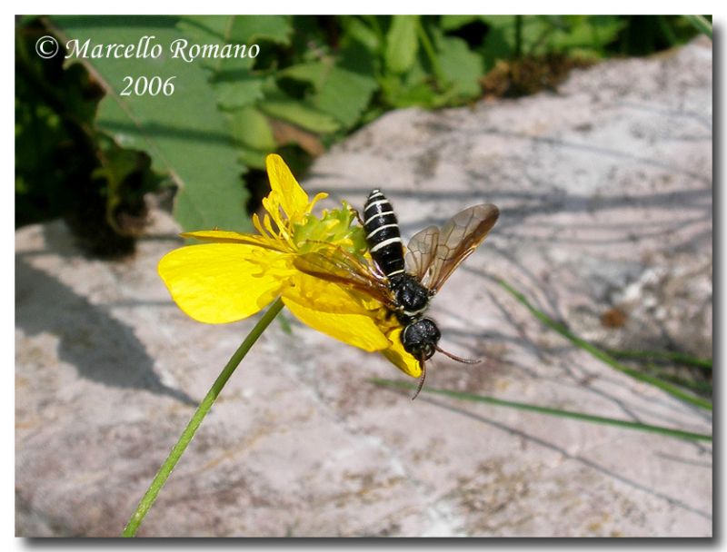 Tenthredo sp, Brenta, lago Valagola, 5 luglio 2006.JPG_2007111204251_Tenthredo sp, Brenta, lago Valagola, 5 luglio 2006.jpg