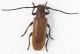 Anaestethis testacea1.JPG