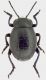 sardea-f.jpg