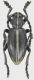 Pedestredorcadion-sp-Spilia.jpg