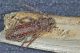 Trichoferus_spec.jpg