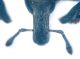 Larinus 001 copia.jpg
