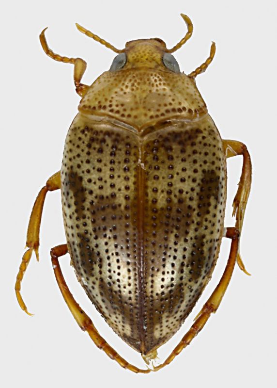 Haliplidae_Percile_28-XI-1979_3,4mm.jpg