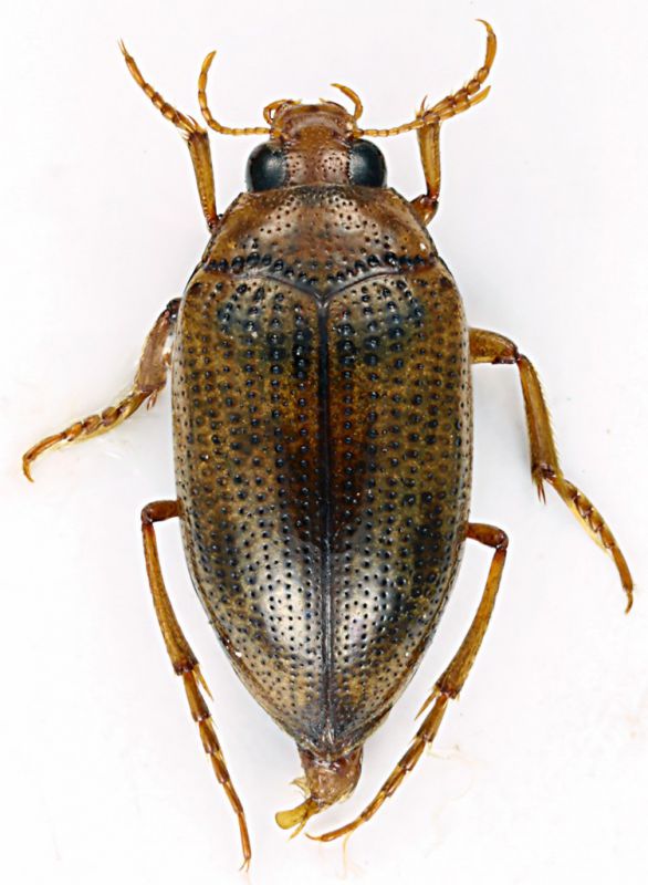 Haliplidae_Acciarella_XI-2004_4mm.jpg