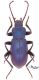 Helops coeruleus-small.jpg