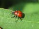F040.15 - Staccionata - 14 LUG 2010 056.jpg