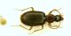 z Platynus 1c 7.4mm.JPG
