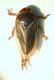 z cicaletta01 3.8mm.JPG