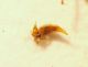 z Bembidion 1b 4.2mm.JPG