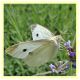pieris sp. (4).JPG