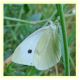 pieris sp..JPG