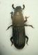 z curculio1 4mm Guiglia.JPG