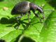 Z-1062 - F035.90 - Da Dusone con Mosca, Cimice e Biscia - 23 MAG 2009 198.jpg