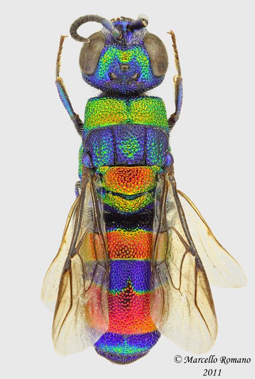 Chrysis_semicincta_tricolor_piccola.jpg