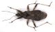 Aptus_mirmicoides_light.jpg