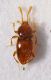 a Scydmaenide 1b 0.7mm.JPG