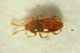 a Scydmaenide 1d 0.7mm.JPG