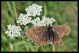 Erebia alberganus (1).jpg