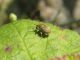 Z-Z000 - F031.10 - Staccionata, Boffalora - 19 GIU 2008 025.jpg