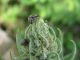 Z-Z000L - F036.15 - Crap con bruco e insetti su Erigeron - 27 MAG 2009 060.jpg