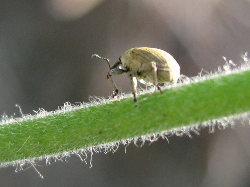 Z-Z000 - F037.95 - Le vigne in fondo, malva e altro - 24 LUG 2009 077.jpg