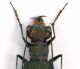 Cicindela sp. lg. 10 mm. particolare - Grecia - Konitsa - Oos River - 29-V-2010.JPG