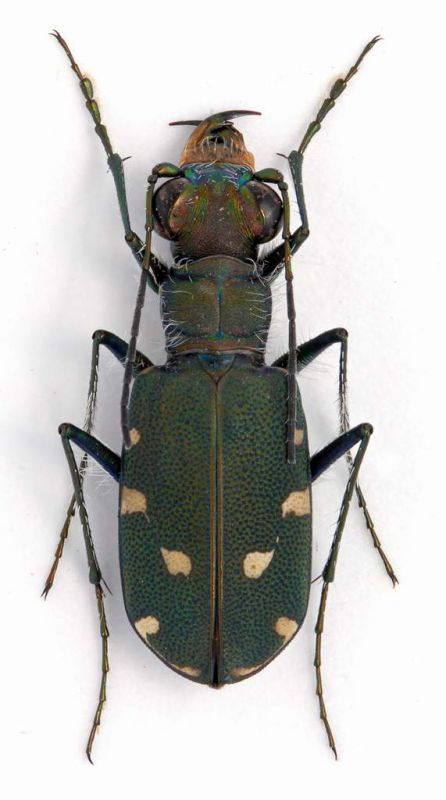 Cicindela sp. lg. 10 mm.- Grecia - Konitsa - Oos River - 29-V-2010.jpg